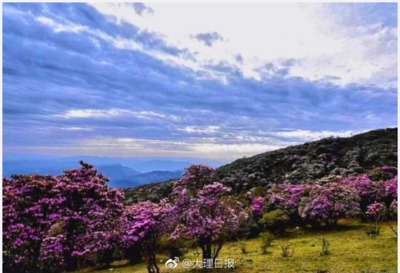 限流了！大理马耳山万亩杜鹃实行在线预约游览