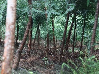 红豆杉