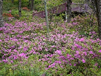 杜鹃花