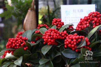 昆明市首届群众花卉植物摄影大赛作品在西华公园展出