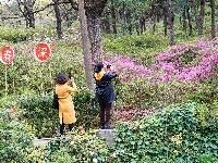 杜鹃花