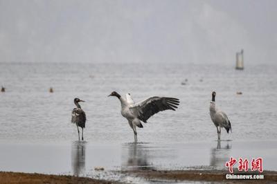 香格里拉“绿肺”纳帕海：修复湿地生态 变身候鸟天堂