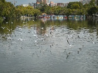 昆明翠湖公园