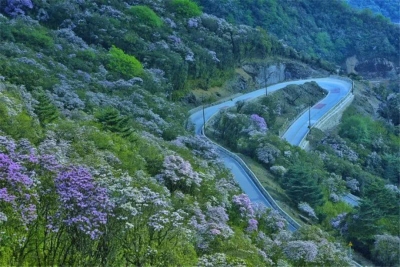 山腰花路，岭上花海，林间秘境，今天和网红小哥哥小姐姐一起探秘轿子山