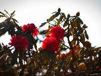 曲靖师宗菌子山杜鹃花