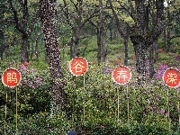 杜鹃花