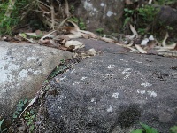 茶马古道