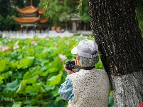 莲叶何田田，翠湖赏荷正当时