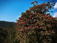 曲靖师宗菌子山杜鹃花