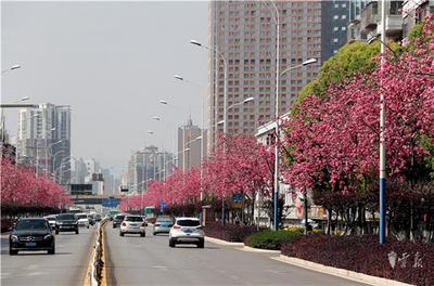 赏花正当时！昆明这条樱花大道你去过吗？