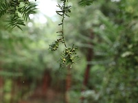 红豆杉