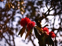 曲靖师宗菌子山杜鹃花