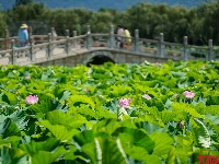 荷花睡莲相映红，大观公园觅花色