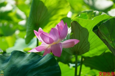 荷花睡莲相映红，大观公园觅花色