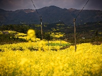 曲靖师宗油菜花田