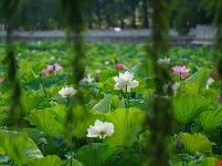 莲叶何田田，翠湖赏荷正当时
