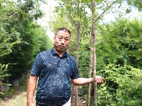 红豆杉