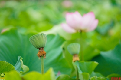 莲叶何田田，翠湖赏荷正当时