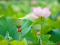 莲叶何田田，翠湖赏荷正当时