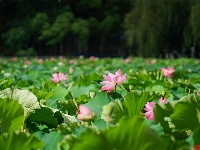 莲叶何田田，翠湖赏荷正当时