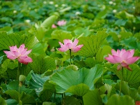 莲叶何田田，翠湖赏荷正当时