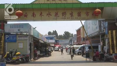 可以开吃啦！昆明野生菌平均价格降一半