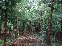 红豆杉