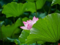 莲叶何田田，翠湖赏荷正当时
