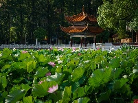 莲叶何田田，翠湖赏荷正当时