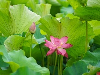 莲叶何田田，翠湖赏荷正当时