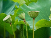 莲叶何田田，翠湖赏荷正当时