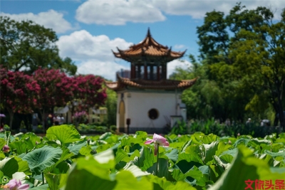 荷花睡莲相映红，大观公园觅花色