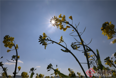 【组图】云南罗平百万亩油菜提前绽放似花海