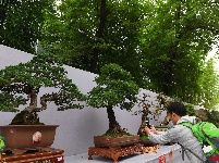 2019国际盆景精品展亮相大观公园