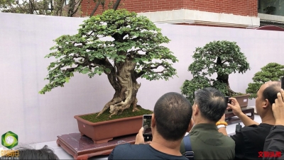 2019国际盆景精品展亮相大观公园