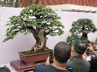 2019国际盆景精品展亮相大观公园
