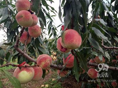 “冬眠”桃子已成熟 昆明周边又添一处采摘地