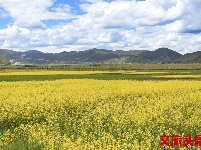 【就爱去香格里拉】一半海水一半草原  高原景色令人着迷