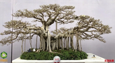 2019国际盆景精品展亮相大观公园