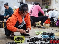 又是一年菌儿香