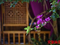找个院子，在丽江晒太阳