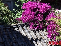 找个院子，在丽江晒太阳