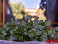 找个院子，在丽江晒太阳