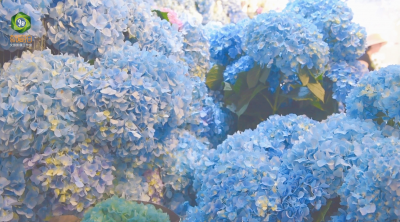 第二十届中国昆明国际花卉展“云花”怒放