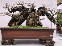2019国际盆景精品展亮相大观公园