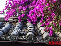 找个院子，在丽江晒太阳