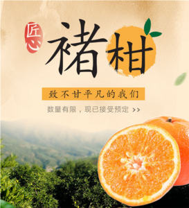 褚橙之后褚柑来袭！500箱限量预售，火力全开...致不甘平凡的我们