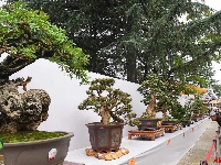 2019国际盆景精品展亮相大观公园