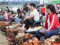 又是一年菌儿香