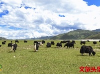 【就爱去香格里拉】一半海水一半草原  高原景色令人着迷
